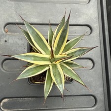 Agave snow glow for sale Agave snow glow for sale  BOURNEMOUTH