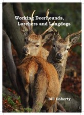 Working deerhounds lurchers for sale Working deerhounds lurchers for sale  UK