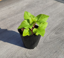 Rare caucasian spinach for sale  HYDE