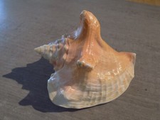 Shell new strombidae d'occasion  Expédié en Belgium