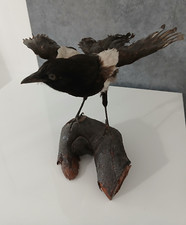 Uccello gazza ladra usato  Valenzano