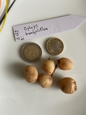 Phrys bombyliflora drohnen gebraucht kaufen  Kolbermoor