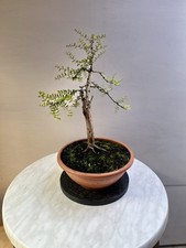 Bonsai tree box for sale  HEREFORD