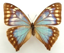 Morpho aega female gebraucht kaufen  München