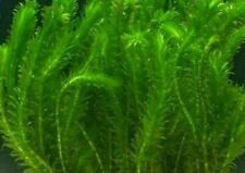 Elodea egeria densa for sale  CREDITON