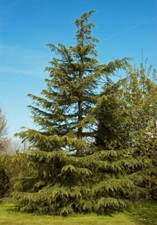 Deodar cedar live for sale  Medford