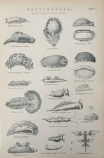 Usado, Impressão antiga de conchas marinhas da década de 1870 – Arte de gravura de criaturas marinhas Gasteropoda comprar usado  Enviando para Brazil