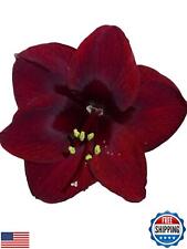 Black pearl amaryllis for sale  San Jose