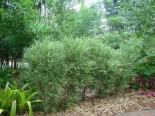 Bambusa malay dwarf for sale  Hawthorne