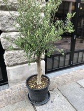 Livenbaum bst strauch gebraucht kaufen  Halle