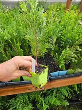 4pack live small for sale  North Bend