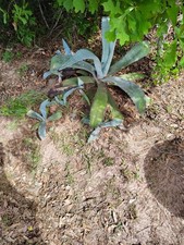 Century plant plants for sale  Samson