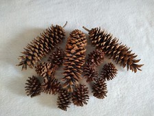 Giant sugar pinecones for sale  Arnold