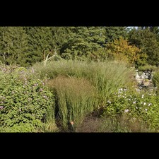 Panicum virgatum cloud gebraucht kaufen  Deutschland