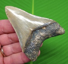 3.48 megalodon shark for sale  Bradenton
