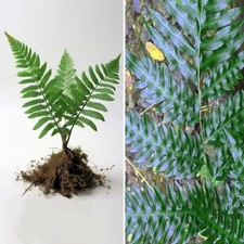 Tall rare live for sale  Homestead