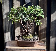Old indian hawthorn for sale  Brentwood