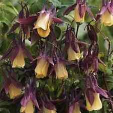 50+ Sementes de Flores Oriental Columbine / Perene / Aquilegia, usado comprar usado  Enviando para Brazil