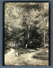 Petite brouette vintage d'occasion  Pagny-sur-Moselle