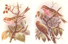 British birds. mealy for sale  LONDON
