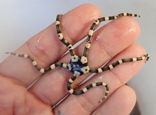 Starfish harlequin serpent for sale  Homestead