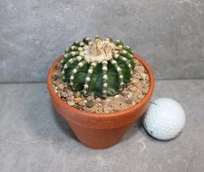 Discocactus horstii for sale  POOLE
