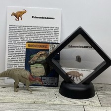 Edmontosaurus hadrosaur extinc for sale  Davenport