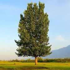 Hybrid poplar trees for sale  Russell