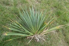 Yucca filamentosa fädige gebraucht kaufen  Welver