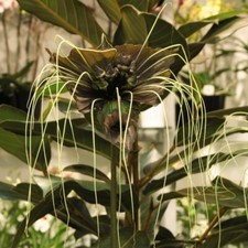Thompson morgan tacca for sale  IPSWICH