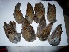 Beautiful folded ringneck for sale  Hosmer