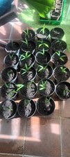 Cyrtostachys renda rotstielpal gebraucht kaufen  Koblenz
