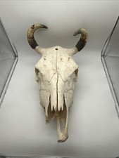 Steer skull 20x13x8 for sale  Miami
