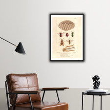 Insectes abeilles d'occasion  Paris VI