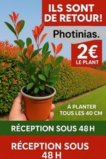 Lot 100 photinias d'occasion  Douvrin
