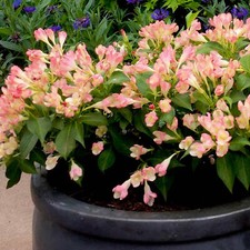 Weigela summer peach for sale  UK