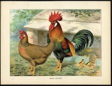 Brown leghorn chicken for sale  Hemet