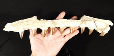 Long mosasaurus jaw for sale  Salt Lake City