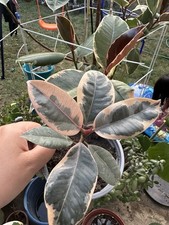 Ficus rubber plant for sale  FELIXSTOWE