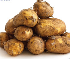 New season cornish for sale  CAMBORNE