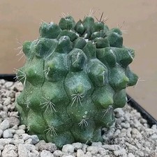 Copiapoa echinoides bridgesii usato  Tramonti