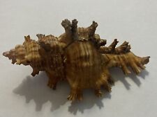 Coquillage muricidae murex d'occasion  Mandelieu-la-Napoule