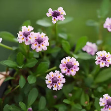Phyla nodiflora pink for sale  Miami