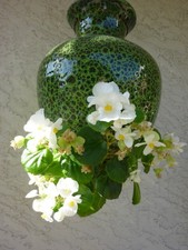 Planter pot 8.5 for sale  Albany