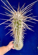 tall indoor plants for sale tall indoor plants for sale PENZANCE
