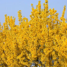 Forsythia lynwood deciduous for sale  UK