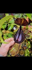 Nepenthes robcantleyi hamata gebraucht kaufen  Ahrensburg