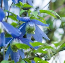 Clematis alpine blue for sale  RICHMOND