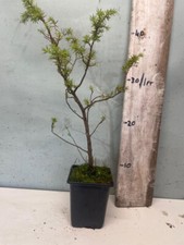 Juniper communis bonsai for sale  INVERNESS