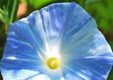 Morning glory flying for sale  WALLASEY